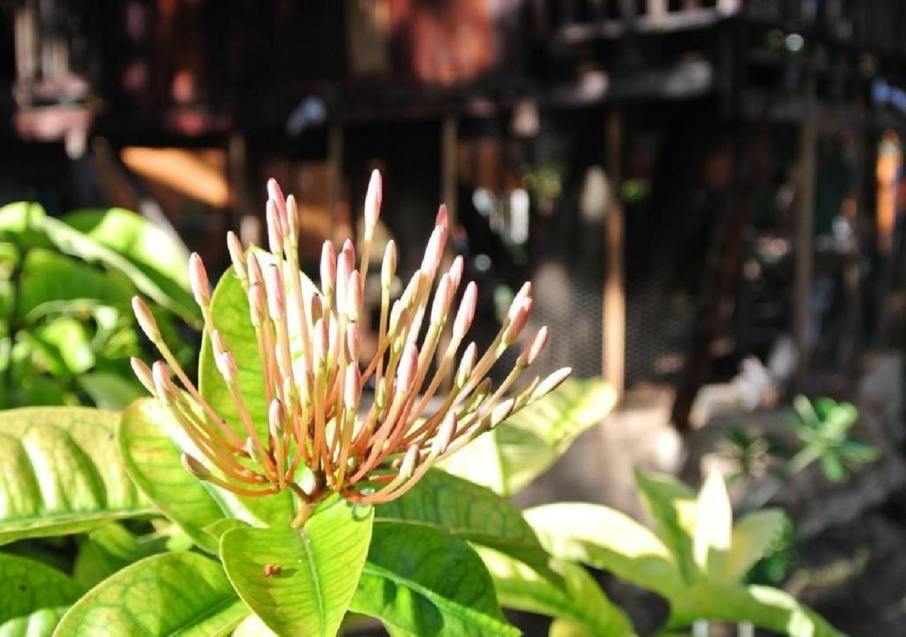 Esduma Iguanas Hotel Playa Del Carmen Buitenkant foto